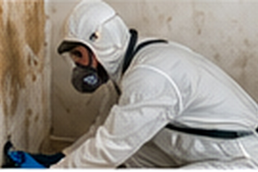 Mold remediation technician