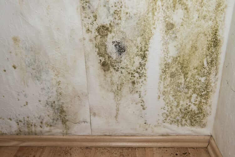 What to Do if an Inspector Finds Mold