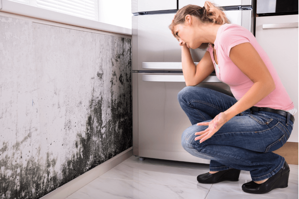 What you need to know about mold