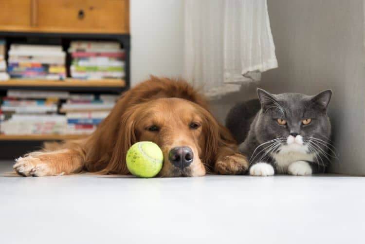 How Does Mold Affect Your Family Pets in Santa Rosa Beach?